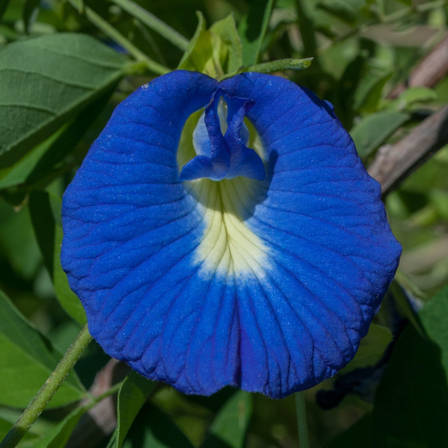Fleur de pois papillon | Biologique 