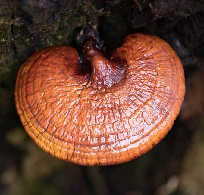 Reishi Mushroom | Dried Wild-Foraged